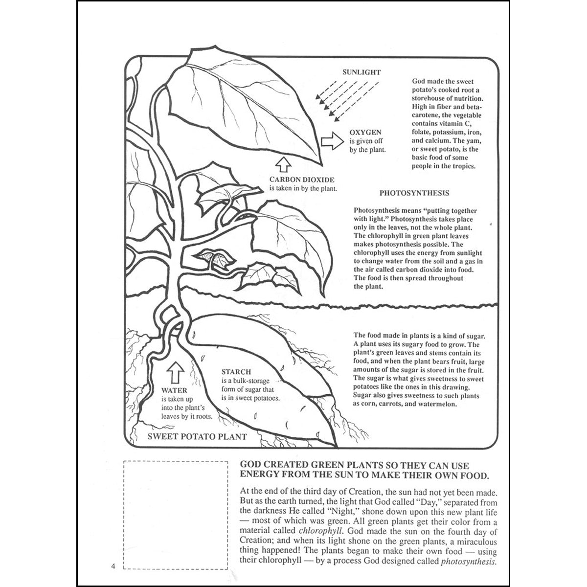 God Created The Plants And Trees (Paperback)