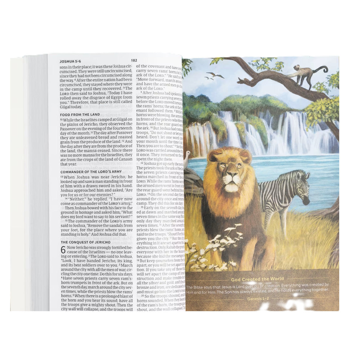 CSB Paperback Holy Bible for Kids Economy Edition Large Print